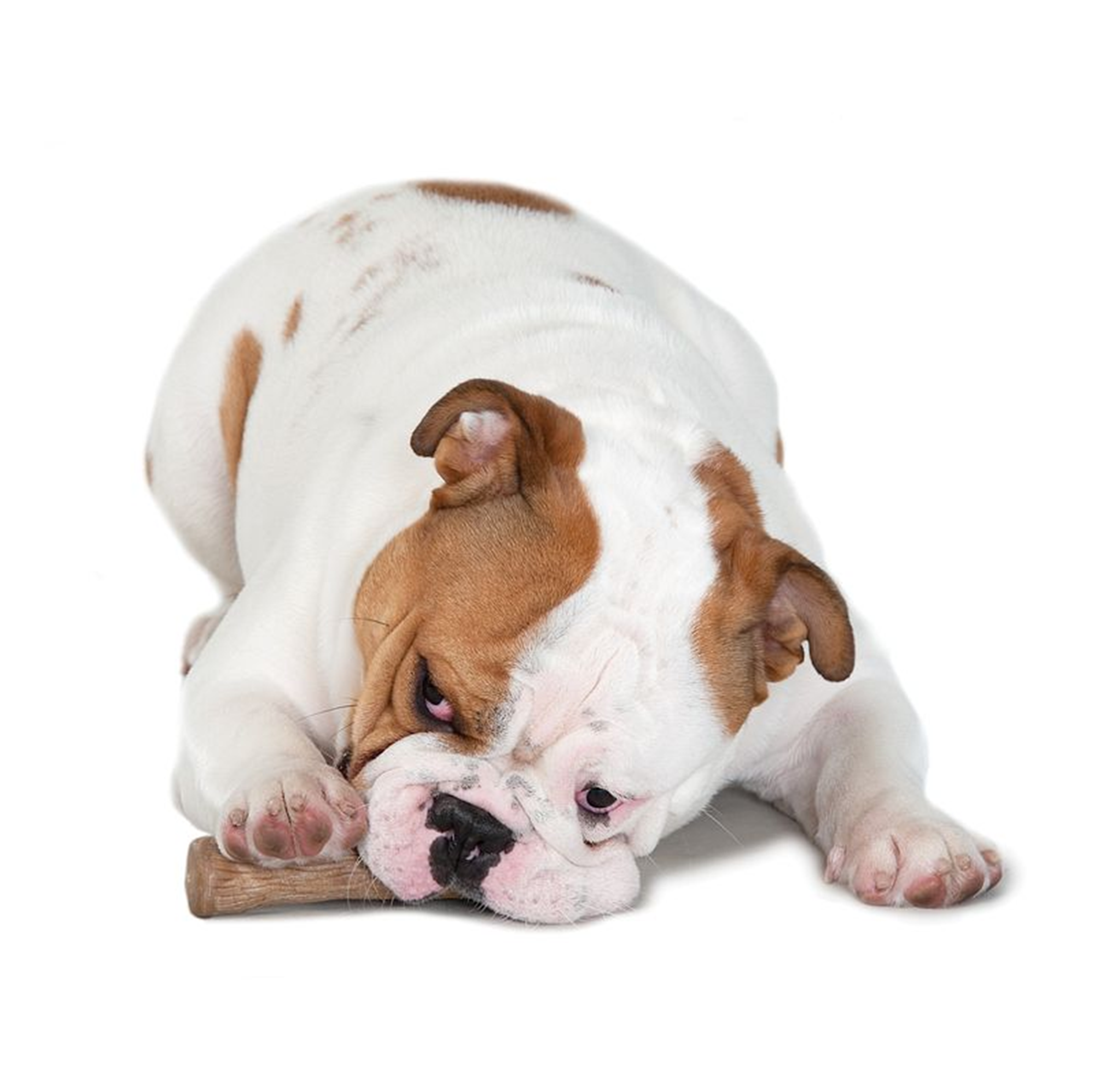 Petstages Dogwood Durable Stick – Duurzaam Kauwspeelgoed voor Honden, Veilig en Met Natuurlijke Houtgeur, Verkrijgbaar in M & L