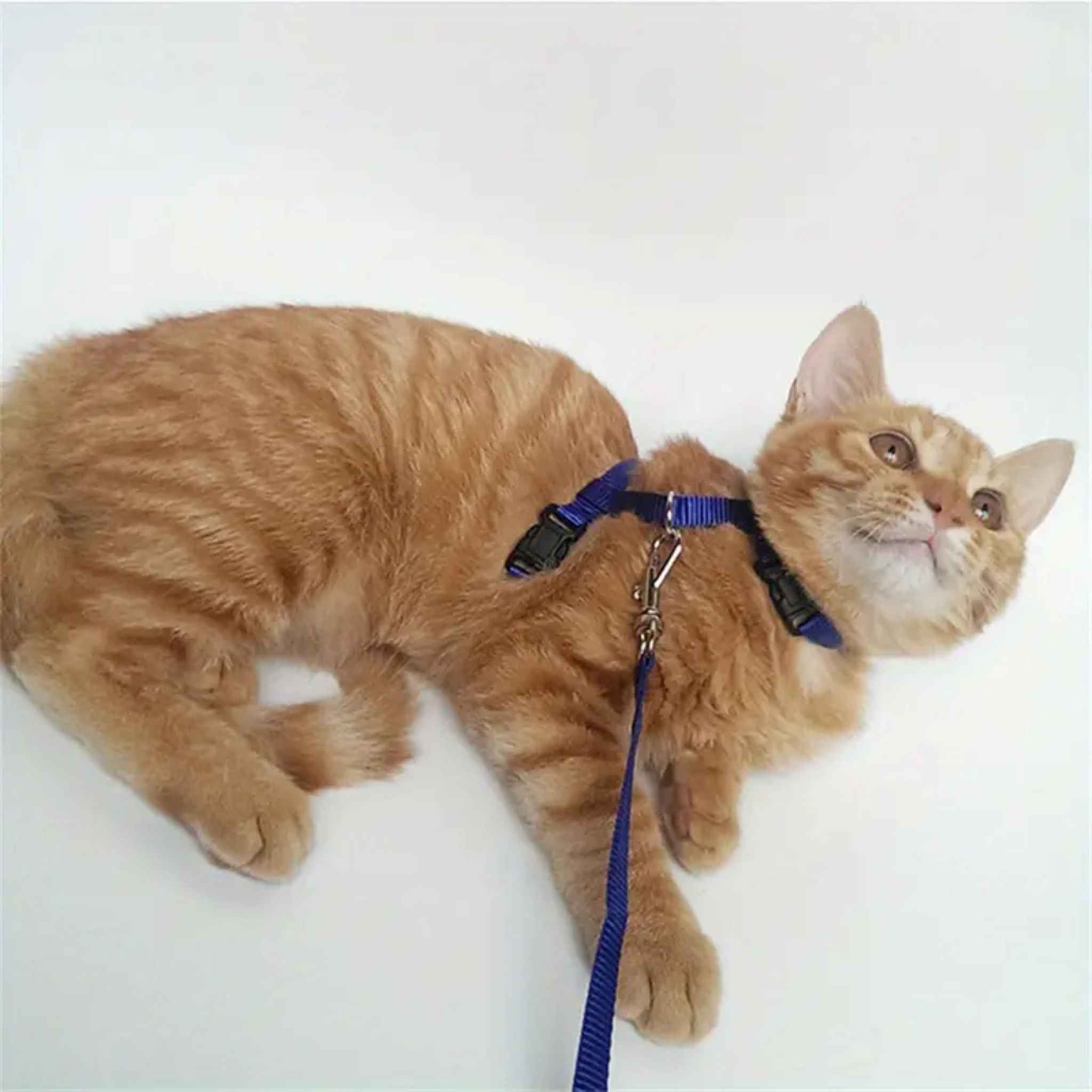 Comfortabel verstelbaar kattentuigje met lijn voor katten tot 3,5 kg